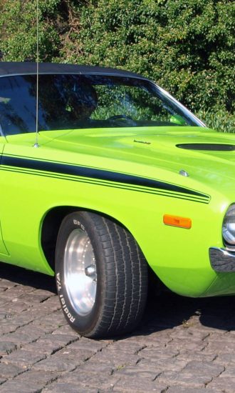 dia internacional animales