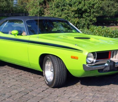 dia internacional animales