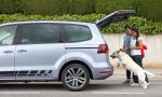 Los errores más comunes al llevar al perro en el coche