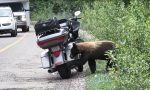 ¿Qué le llama tanto la atención a un oso de una Harley?