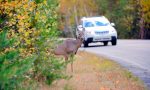 Por qué si chocas contra un animal la culpa (casi siempre) es tuya