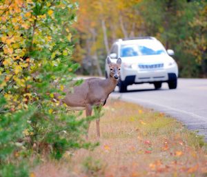 cochar con un animal