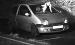 Una paloma libra a un conductor de una multa por exceso de velocidad