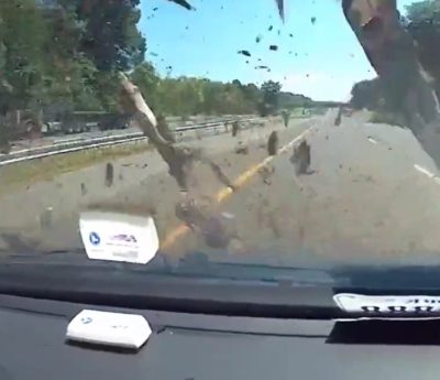 árbol coche autopista