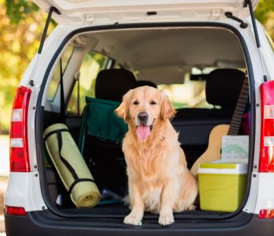 como llevar perro coche