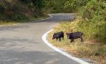 Accidentes con animales en la carretera: ¿quién es el culpable?