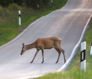 ahuyentadores animales salvajes