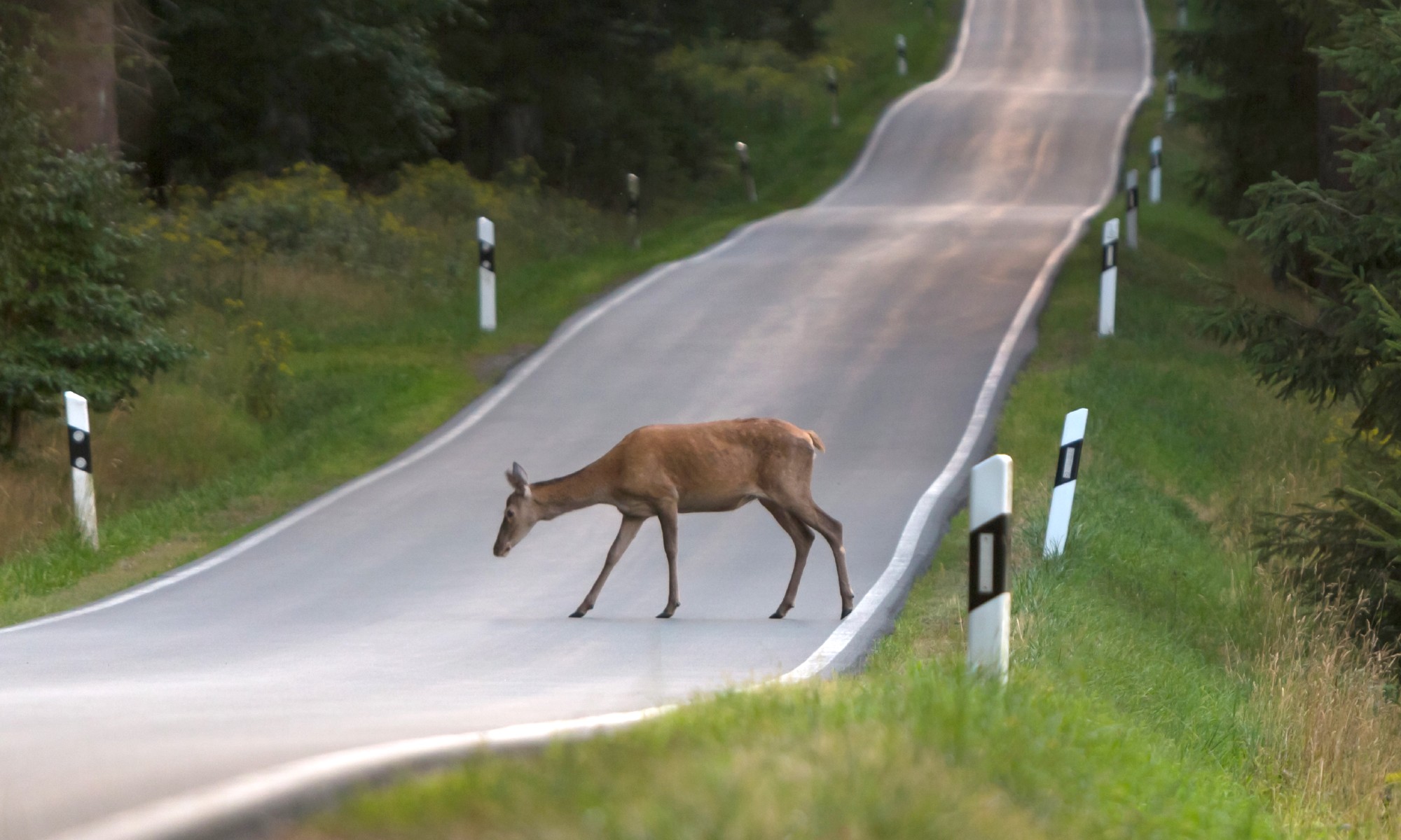 accidentes animales carreteras