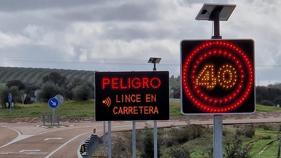 animales carretera accidentes