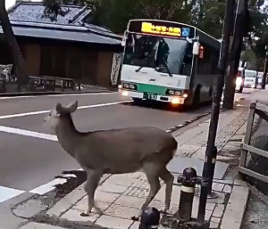 Ciervo en Nara