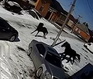 Caballos sobre coche