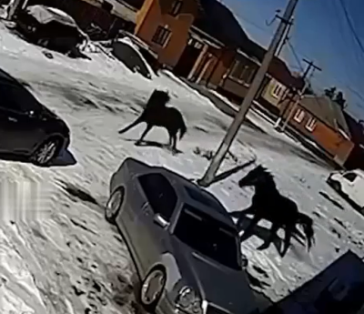 Caballos sobre coche