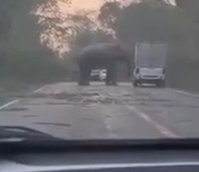 Elefante vuelca un coche