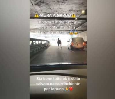 Caballo se da a la fuga