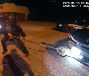 Gato montés atrapado