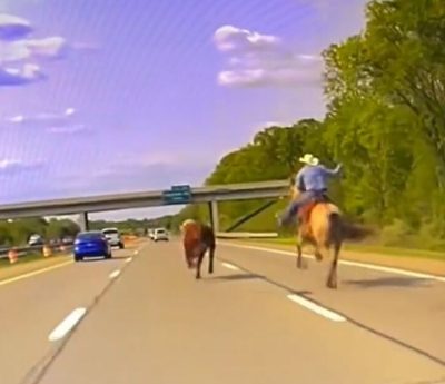 Vaquero intenta atrapar un novillo