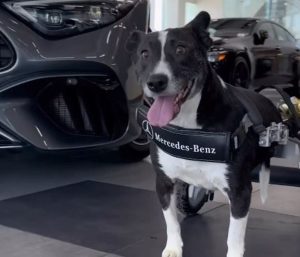 Bunny, la perra en silla de ruedas