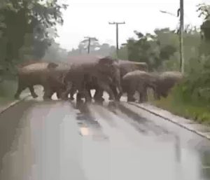 Manada de elefantes cruzando