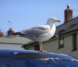 excremento ave coche