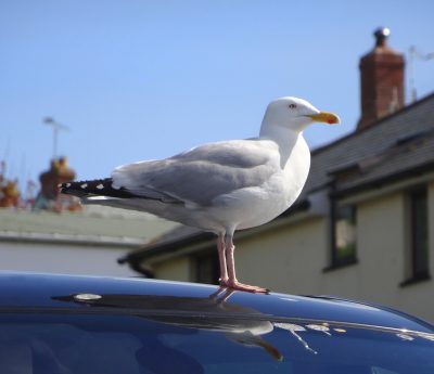 excremento ave coche