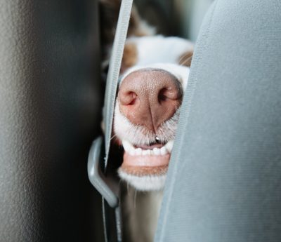 perro cinturon coche