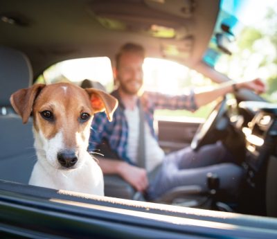 perro asiento delantero