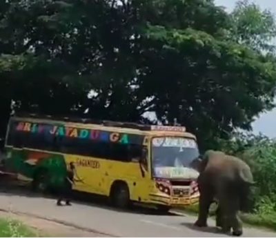 Autobús India elefante