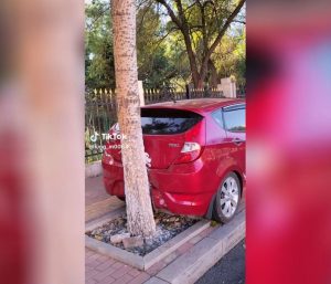 Coche entre árboles