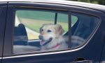 ¿Cómo deben viajar los perros en el coche con la nueva ley de bienestar animal?