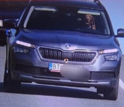 Pillan a un perro conduciendo con exceso de velocidad