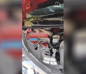 Pitón de dos metros