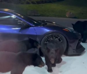 Reunión de osos en un Corvette C8