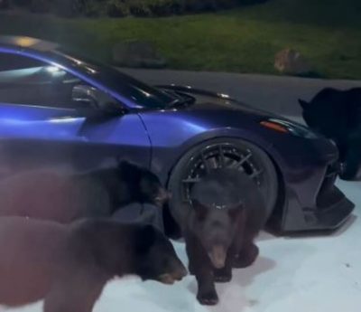 Reunión de osos en un Corvette C8