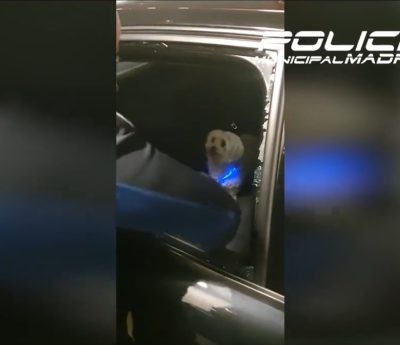 perro-coche-ley-bienestar-animal