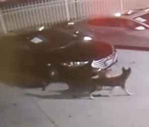 Perros asaltan un concesionario