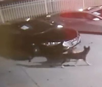 Perros asaltan un concesionario