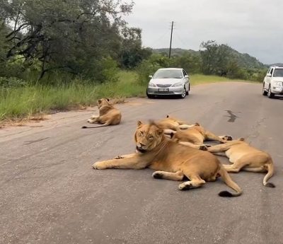 Leones en mitad de la carreteras