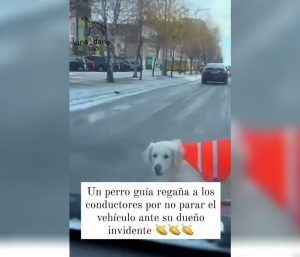 Golden retriever guía