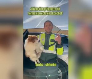 Perro guardia civil