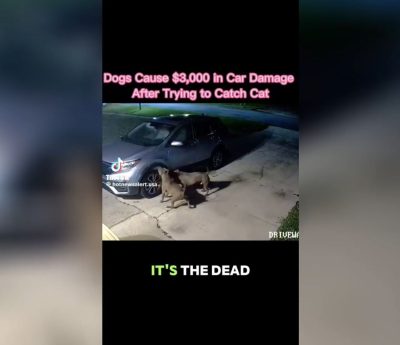 Perros destrozan un coche