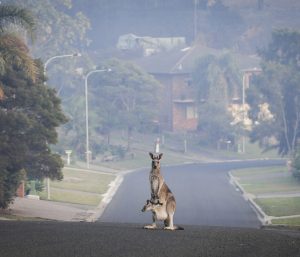 Ahuyentador canguros