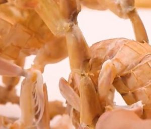 Miniatura de marisco