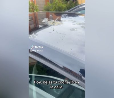 Excremento de pájaro