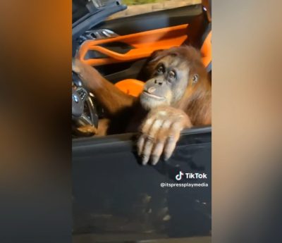 Orangután BMW