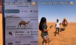 “Es una locura”: se pierden en el desierto de Dubái, piden un Uber y llega un camello