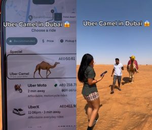 uber camel dubai