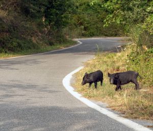 accidentes jabalíes