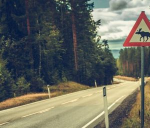 tecnología animales carretera