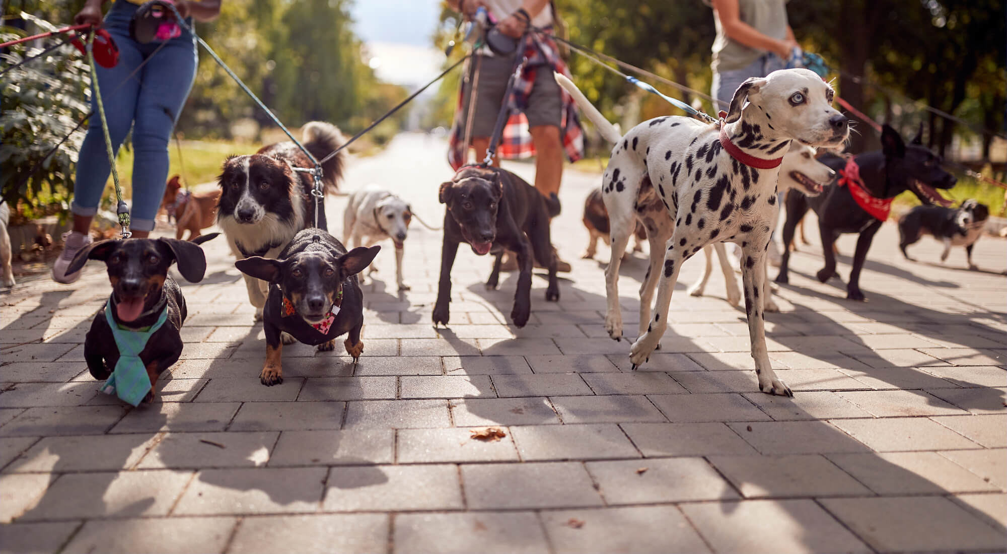 multas pasear perros