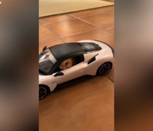 Hámster Maserati